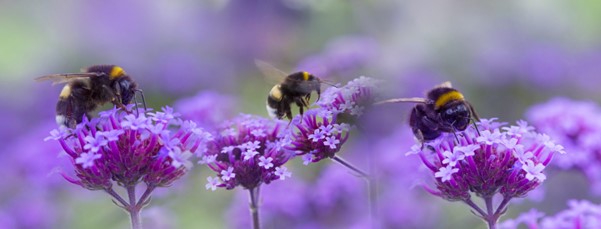 THE RISK ASSESSMENT OF PLANT PROTECTION PRODUCTS ON BEES