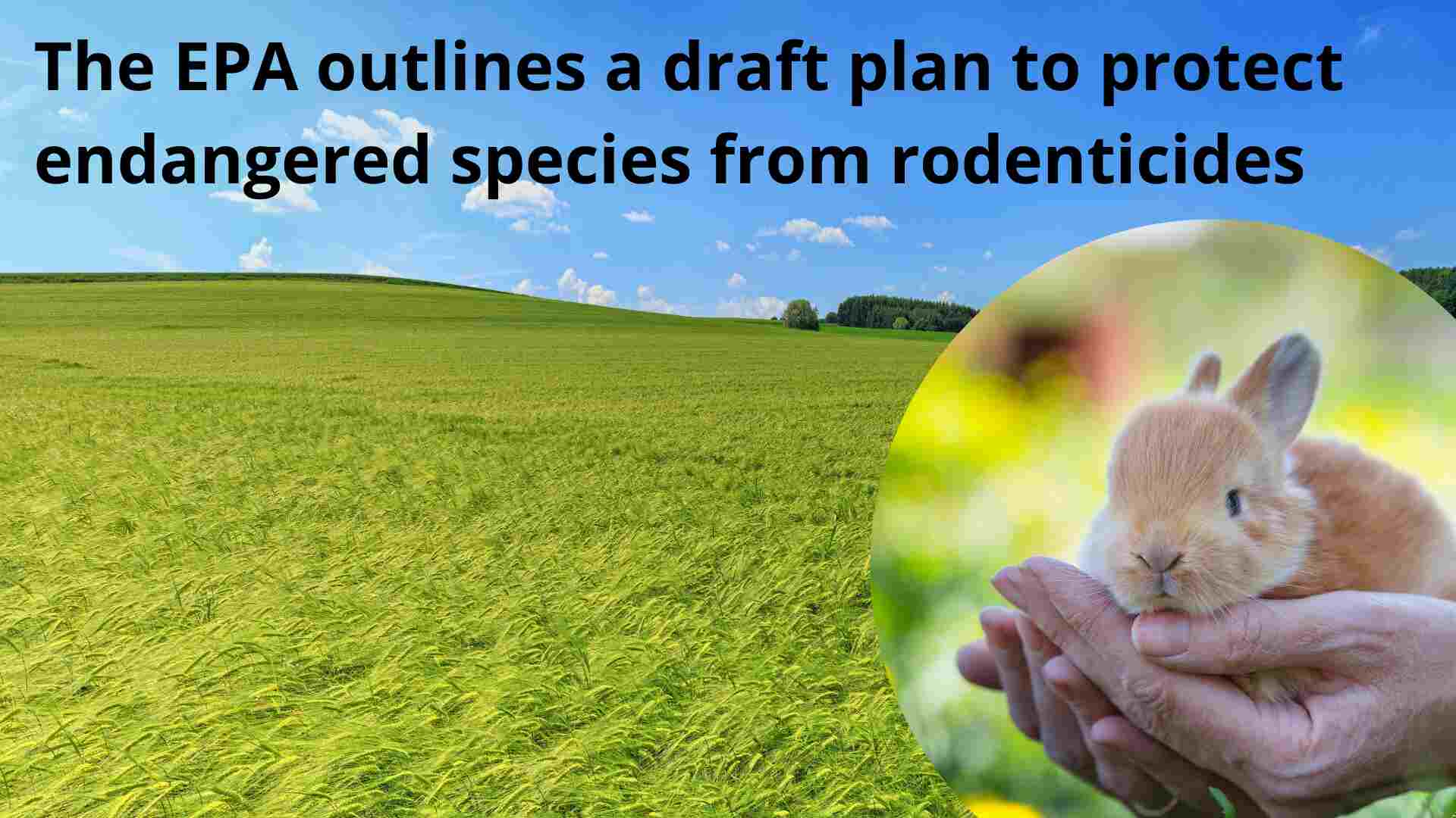 protect endangered species from rodenticides