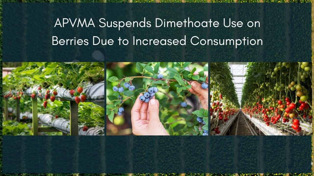 APVMA suspends dimethoate use on berries